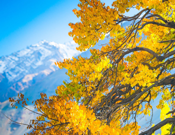 Chasing Spring in Ladakh